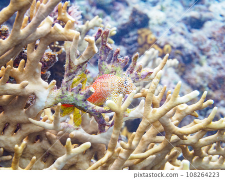 沖繩縣慶良間群島嘉熙島上令人驚嘆的珊瑚礁和美麗的塞達卡金浦 沖繩縣慶良間群島嘉熙島上令人驚嘆的珊瑚礁和美麗的塞達卡金浦 108264223