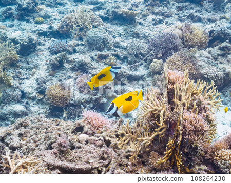 A wonderful coral reef and a beautiful pair of Hifuki Aigo on Kahi Island, Kerama Islands, Okinawa Prefecture 108264230