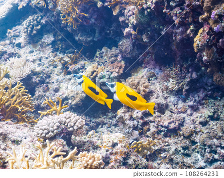 沖繩縣慶良間群島嘉熙島上美麗的珊瑚礁和一對美麗的日吹愛國者 108264231