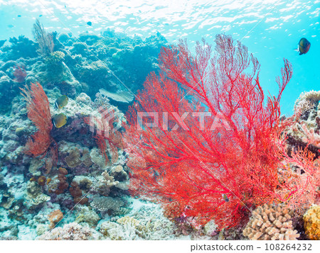 沖繩縣慶良間群島嘉熙島上美麗的珊瑚礁和大片美麗的紅鯛魚群 沖繩縣慶良間群島嘉熙島上美麗的珊瑚礁和大片美麗的紅鯛魚群 108264232