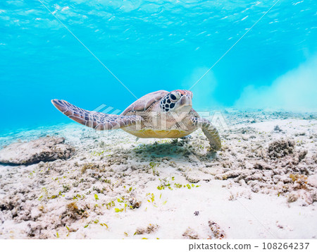 Beautiful white sand beach and cute green sea turtles at Ama Beach, Zamami Island, Kerama Islands, Okinawa Prefecture 108264237