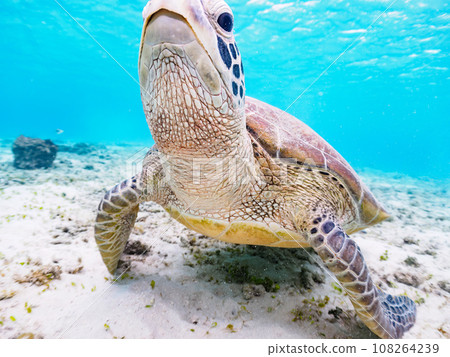 沖繩縣慶良間群島座間味島海間海灘美麗的白色沙灘和可愛的綠海龜 108264239
