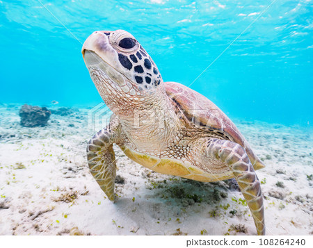 Beautiful white sand beach and cute green sea turtles at Ama Beach, Zamami Island, Kerama Islands, Okinawa Prefecture 108264240