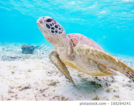 沖繩縣慶良間群島座間味島海間海灘美麗的白色沙灘和可愛的綠海龜 108264241