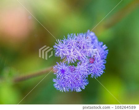 Close-up of small, purple flowers, Ageratum Houstonianum, also know as Floss flower, Pussy Foot, or Blue mink. Close-up of small, purple flowers, Ageratum Houstonianum, also know as Floss flower, Pussy Foot, or Blue mink. 108264589