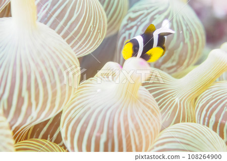 Cute young clownfish at Hirizo Beach (Nakagi, Minamiizu Town, Kamo District, Shizuoka Prefecture) Cute young clownfish at Hirizo Beach (Nakagi, Minamiizu Town, Kamo District, Shizuoka Prefecture) 108264900