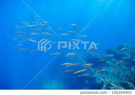 A beautiful flock of barracuda at Hirizo Beach (Nakagi, Minamiizu Town, Kamo District, Shizuoka Prefecture) 108264902