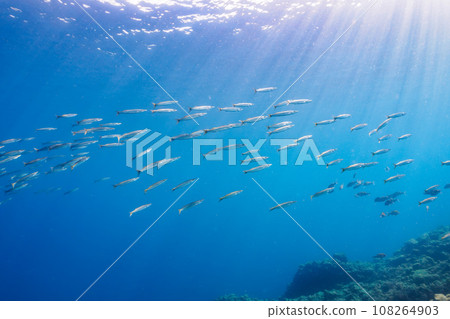 堀藏海灘美麗的梭魚群(靜岡縣加茂郡南伊豆町中木) 堀藏海灘美麗的梭魚群(靜岡縣加茂郡南伊豆町中木) 108264903