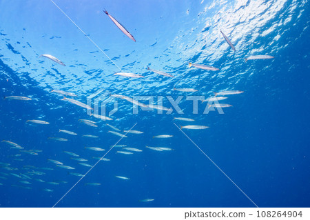 堀藏海灘美麗的梭魚群(靜岡縣加茂郡南伊豆町中木) 堀藏海灘美麗的梭魚群(靜岡縣加茂郡南伊豆町中木) 108264904