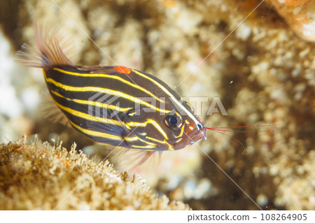 平藏海灘的神秘幼魚(靜岡縣加茂郡南伊豆町中木) 平藏海灘的神秘幼魚(靜岡縣加茂郡南伊豆町中木) 108264905