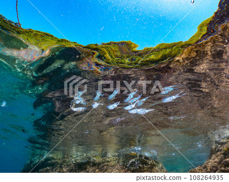 平藏海灘美麗的大鰭魷魚群（靜岡縣加茂郡南伊豆町中木） 108264935