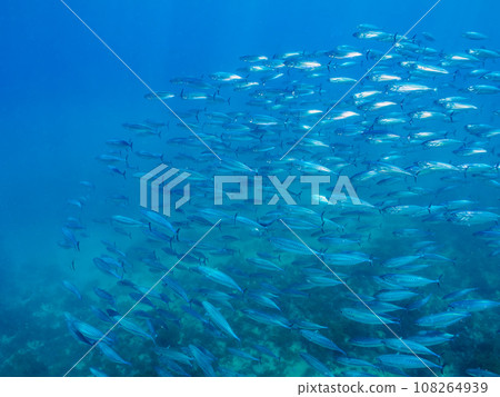 堀藏海灘美麗的鰹魚群(靜岡縣加茂郡南伊豆町中木) 堀藏海灘美麗的鰹魚群(靜岡縣加茂郡南伊豆町中木) 108264939