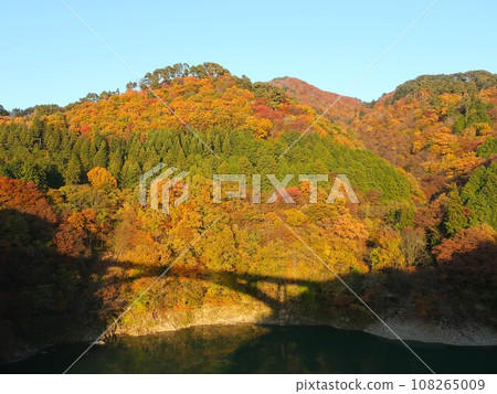 新潟縣關川村圓山大橋的橋影和秋葉風景 108265009