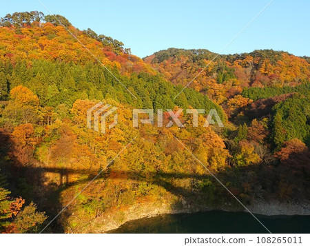 Bridge shadow and autumn leaves scenery from Maruyama Ohashi Bridge, Sekikawa Village, Niigata Prefecture 108265011
