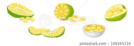 Ripe Green Jackfruit with Seed Coat and Fibrous Core Vector Set 108265116