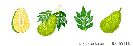 Ripe Green Jackfruit with Seed Coat and Fibrous Core Vector Set 108265118