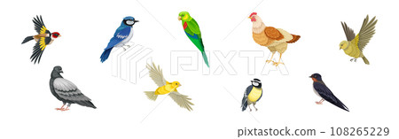 Different Birds and Aves with Feathers and Beak Vector Set Different Birds and Aves with Feathers and Beak Vector Set 108265229
