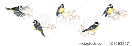 Titmouse Bird with Blooming Tree Branch Vector Set Titmouse Bird with Blooming Tree Branch Vector Set 108265237