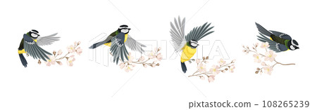 Titmouse Bird with Blooming Tree Branch Vector Set 108265239