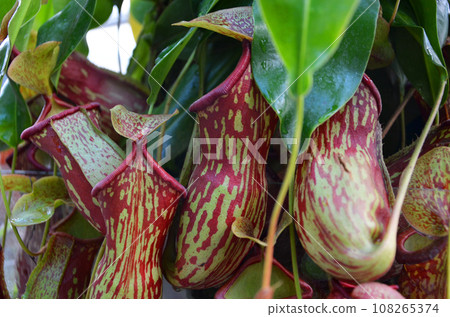 Ubobodokazura (Nepentes) 108265374