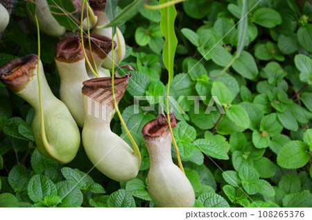 Ubobodokazura (Nepentes) 108265376