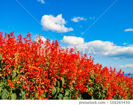 淡路島花敷，紅丹參盛開的風景 108265430