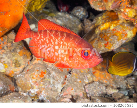 Beautiful black-spotted ibis and others at Hirizo Beach (Nakagi, Minamiizu-machi, Kamo-gun, Shizuoka Prefecture) Beautiful black-spotted ibis and others at Hirizo Beach (Nakagi, Minamiizu-machi, Kamo-gun, Shizuoka Prefecture) 108265585