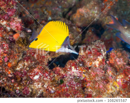 平藏海灘美麗的紅魚（靜岡縣加茂郡南伊豆町中木） 108265587