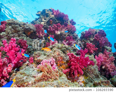 A beautiful colony of sea crests (soft coral) at Hirizo Beach (Nakagi, Minamiizu Town, Kamo District, Shizuoka Prefecture) 108265590