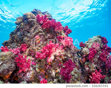堀藏海灘美麗的海脊（軟珊瑚）群（靜岡縣加茂郡南伊豆町中木） 108265591