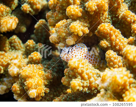 Beautiful table coral and cute young Sedaka Gingpo fish at Hirizo Beach (Nakagi, Minamiizu Town, Kamo District, Shizuoka Prefecture) Beautiful table coral and cute young Sedaka Gingpo fish at Hirizo Beach (Nakagi, Minamiizu Town, Kamo District, Shizuoka Prefecture) 108265595