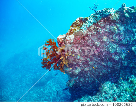 堀藏海灘的大型落葉松(軟珊瑚)群(靜岡縣加茂郡南伊豆町中木) 堀藏海灘的大型落葉松(軟珊瑚)群(靜岡縣加茂郡南伊豆町中木) 108265625