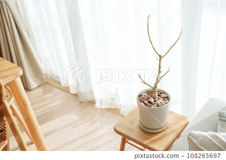 Ornamental plants and rubber trees withered due to disease Ornamental plants and rubber trees withered due to disease 108265697