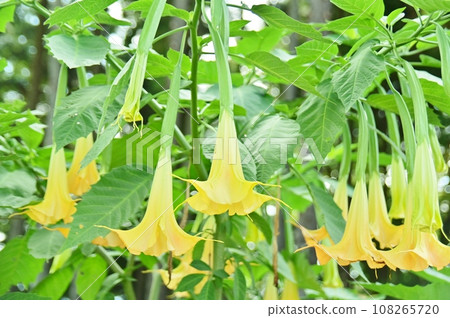 angel trumpet yellow flowers 108265720