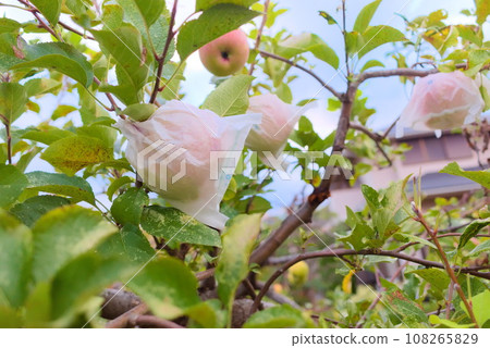 Apples on the tree (fruit bag) Apples on the tree (fruit bag) 108265829