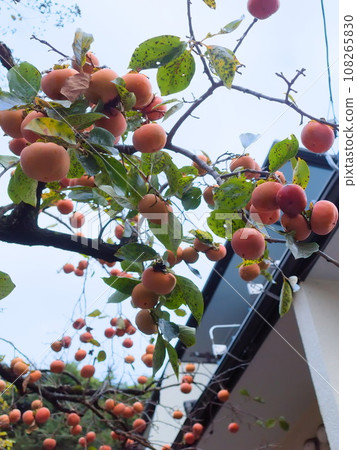 Persimmon that is fruit in trees Persimmon that is fruit in trees 108265830