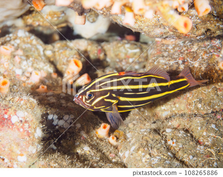 Mysterious young nunosarashi fish at Hirizo Beach (Nakagi, Minamiizu Town, Kamo District, Shizuoka Prefecture) Mysterious young nunosarashi fish at Hirizo Beach (Nakagi, Minamiizu Town, Kamo District, Shizuoka Prefecture) 108265886
