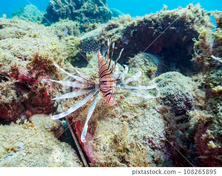 美麗的獅子魚和其他魚類在Hirizo海灘(靜岡縣加茂郡南伊豆町中木) 美麗的獅子魚和其他魚類在Hirizo海灘(靜岡縣加茂郡南伊豆町中木) 108265895
