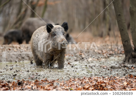 Close wild boar in dirt in autumn forest Close wild boar in dirt in autumn forest 108266089