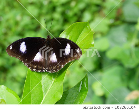 Blue Moon or Great Eggfly (Hypolimnas bolina) butterfly on leaf with natural green background , Trey white stripes on the dark brown wing Blue Moon or Great Eggfly (Hypolimnas bolina) butterfly on leaf with natural green background , Trey white stripes on the dark brown wing 108266104