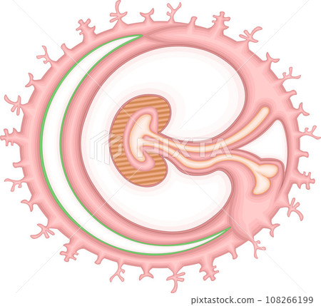 Germ layer single illustration Germ layer single illustration 108266199