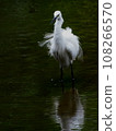 Little egret looking for fish at the waterside 108266570