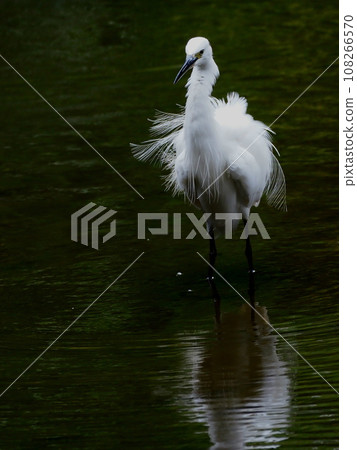 小白鷺在水邊找魚 小白鷺在水邊找魚 108266570