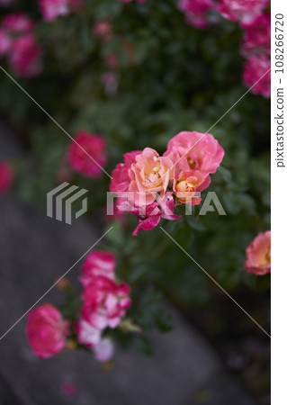 rose flower, light red 108266720