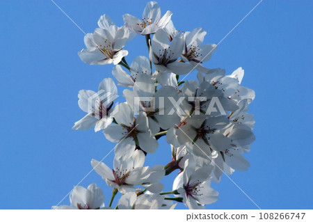 Close up of fruit flowers in the earliest springtime 108266747