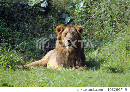 Lion (Panthera leo) Lion (Panthera leo) 108266749
