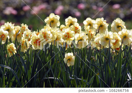 Daffodils Daffodils 108266756
