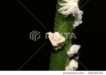 Larva larva 108266781