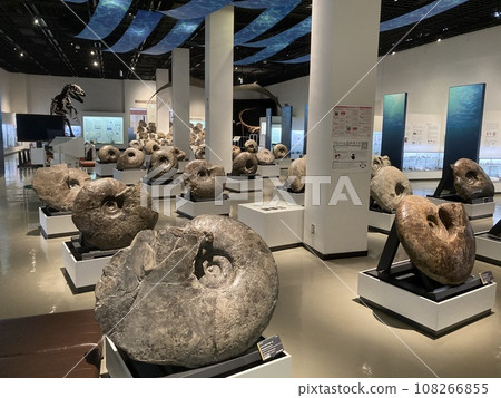 三笠市博物館菊石展 108266855