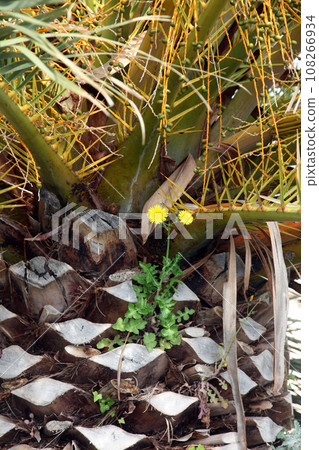 Dandelion flowers growing on a palm tree trunk Dandelion flowers growing on a palm tree trunk 108266934